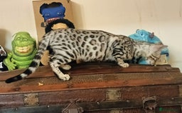 Domestic Shorthair cats for sale: Bengals  - Image 16