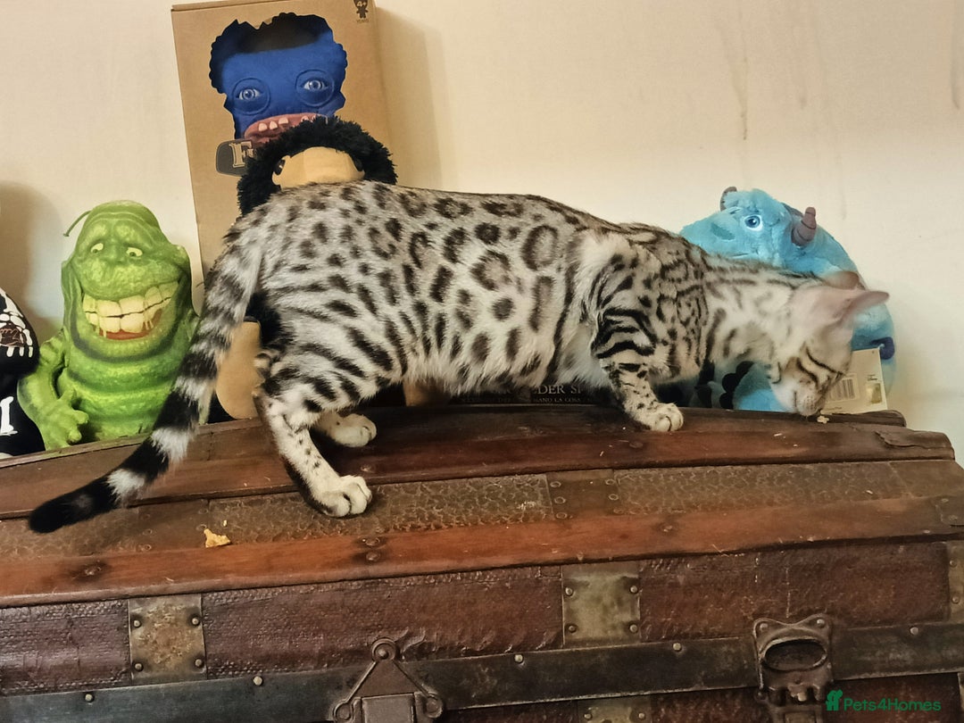 Domestic Shorthair cats for sale: Bengals  - Image 16