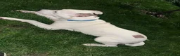 Mixed Breed dogs for sale: Beautiful Staff cross akita for sale  in London - Advert 7