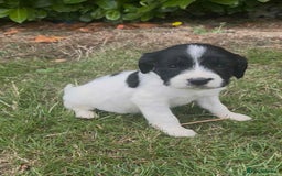 English Springer Spaniel dogs for sale: Beautiful litter of Springer spaniel puppies - Image 5