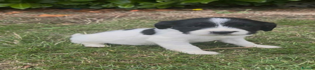 English Springer Spaniel Puppy 3