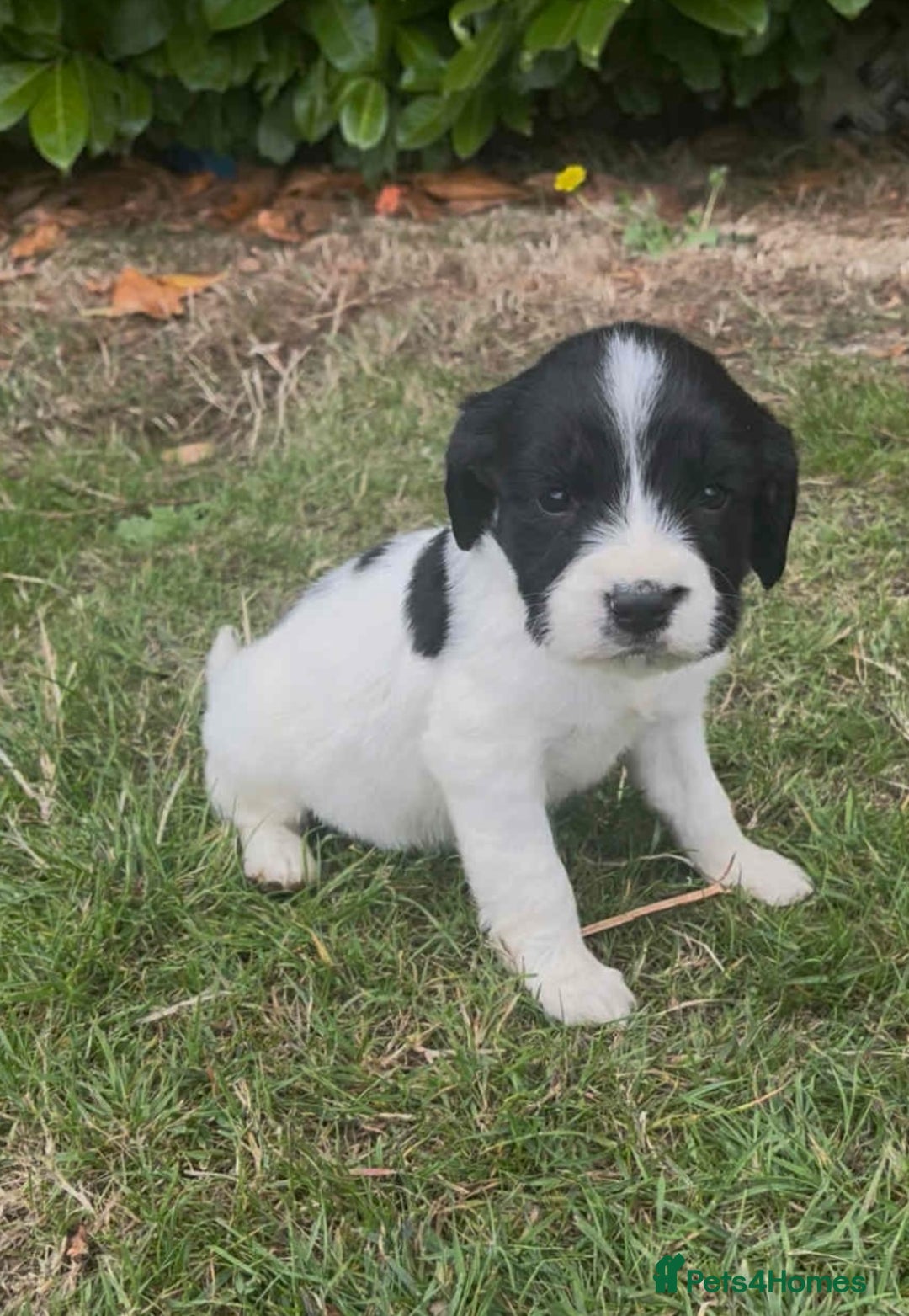 English Springer Spaniel dogs for sale: Beautiful litter of Springer spaniel puppies - Image 5