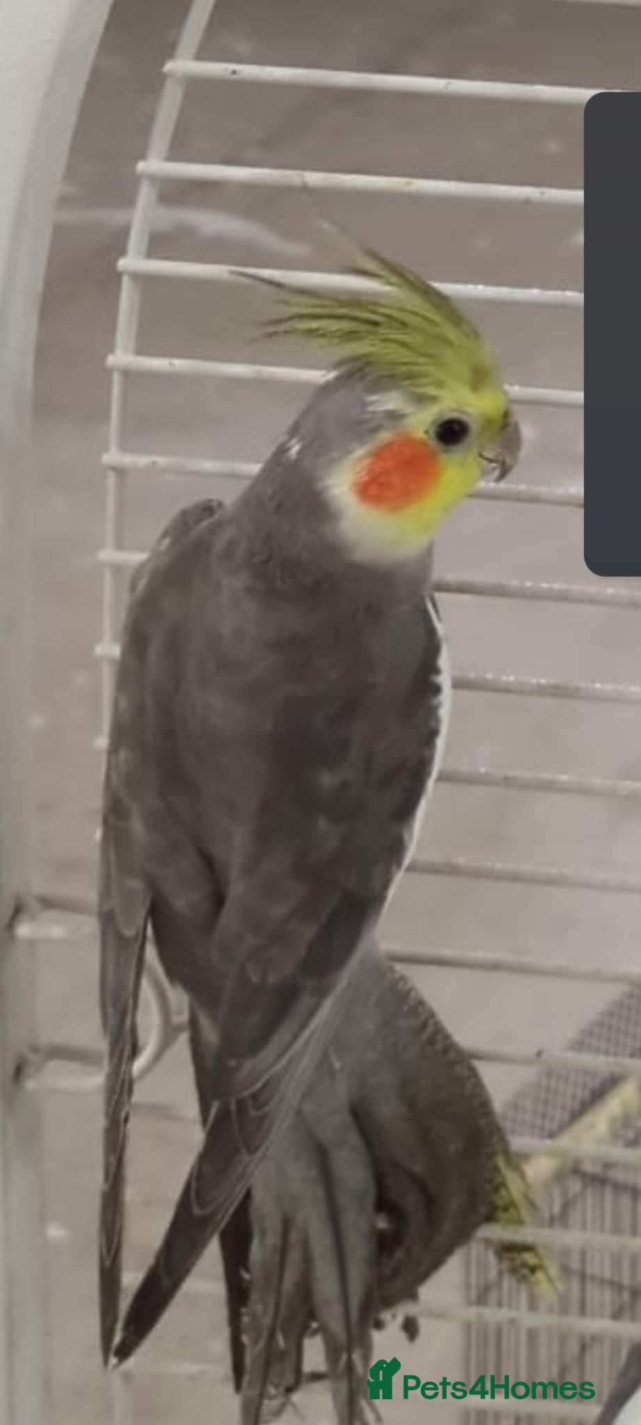 Cockatiels birds cocktail  - Advert 10