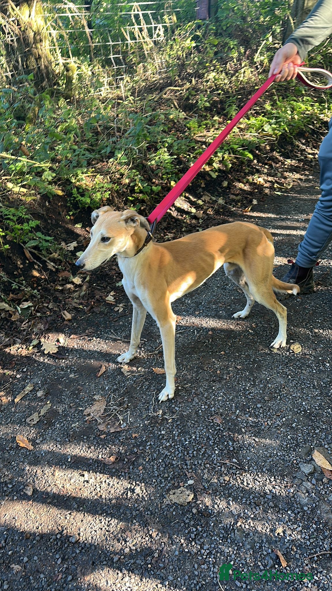 Mixed Breed dogs Saluki grey hound boy  - Advert 1