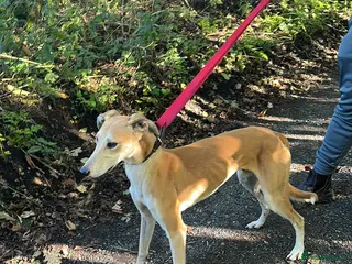 Mixed Breed dogs Saluki grey hound boy - Advert 1