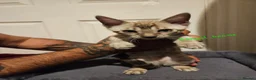 Bengal cats for sale: Snow mink bengals ready now - Advert 21