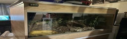 Boa Snake reptiles for sale: Rainbow boa n full setup - Advert 3