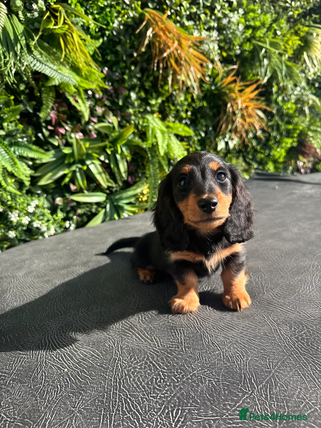 Miniature Dachshund dogs for stud: Proven KC Silver dapple long haired mini dachshund in Whitehaven - Advert 9