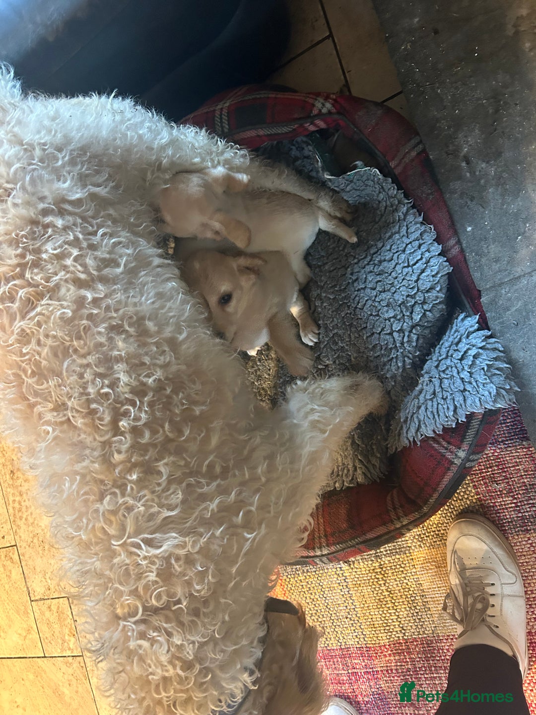 Mixed Breed dogs for sale: Cavapoo Puppies - Advert 10