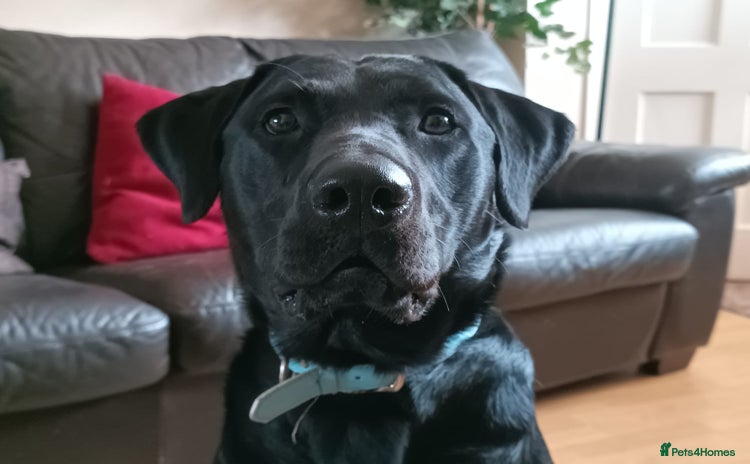 Labrador Retriever dogs - Advert 1