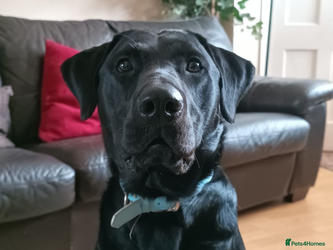 Labrador Retriever dogs for sale: 1 year old labrador  - Image 1