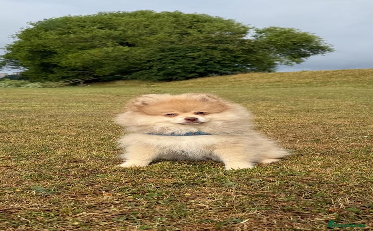 Pomeranian dogs - Advert 7