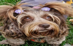 Cockapoo dogs for sale: Cockerpoo 1 boy (brown) and 1 girl (Merle)  - Image 16