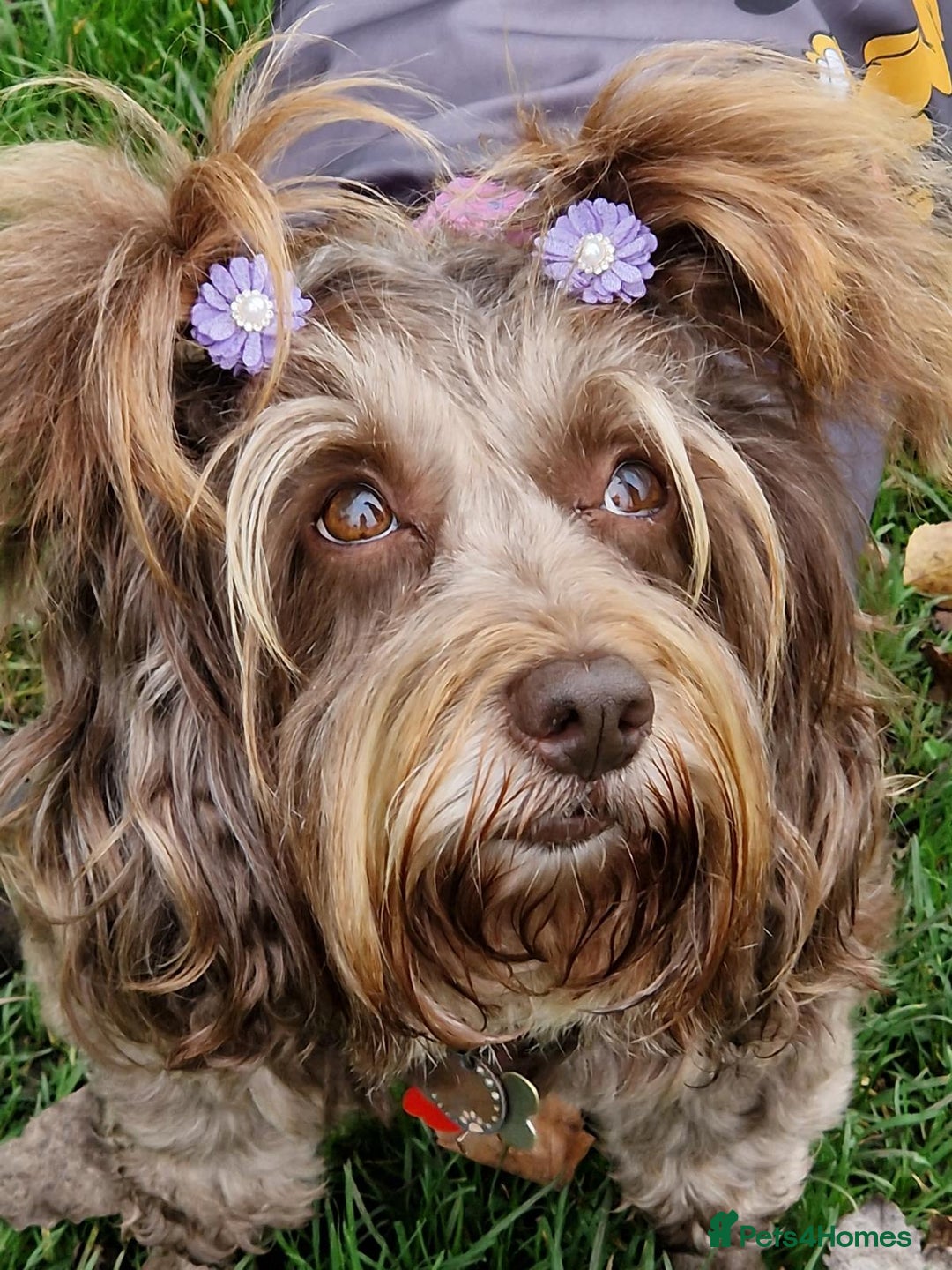 Cockapoo dogs for sale: Cockerpoo 1 boy (brown) and 1 girl (Merle)  - Image 16