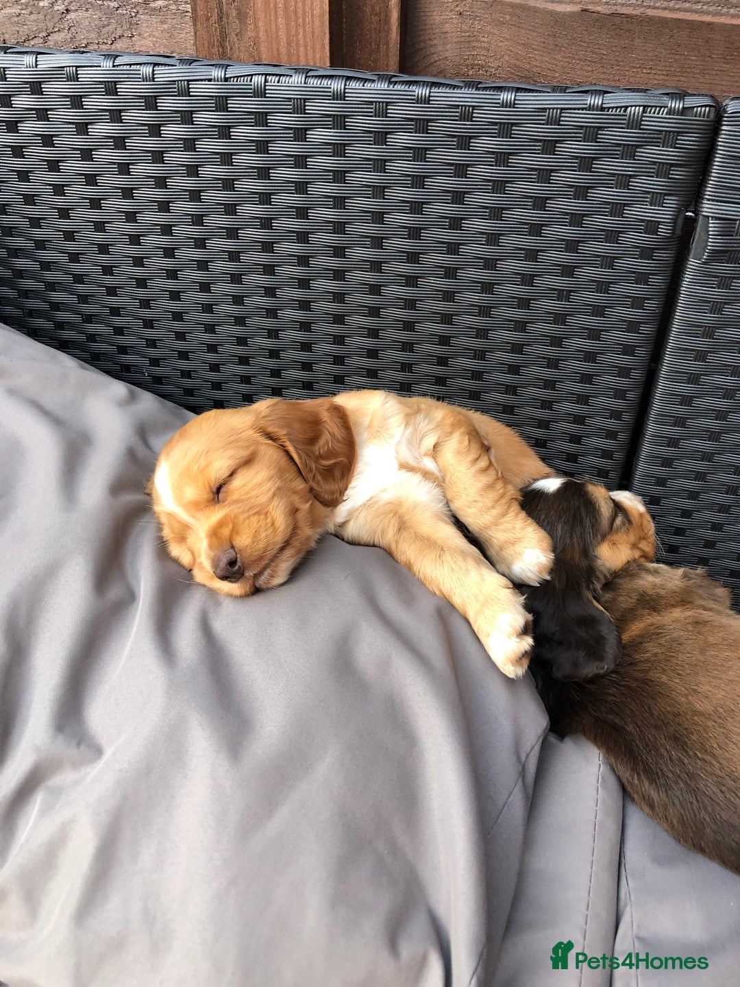Cocker Spaniel dogs for sale: Cocker spaniel  - Image 7