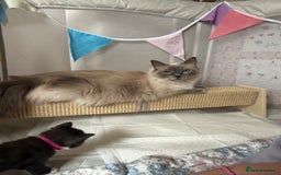 Ragdoll cats for sale: 2 kittens available 1 female, 1 male  - Image 14