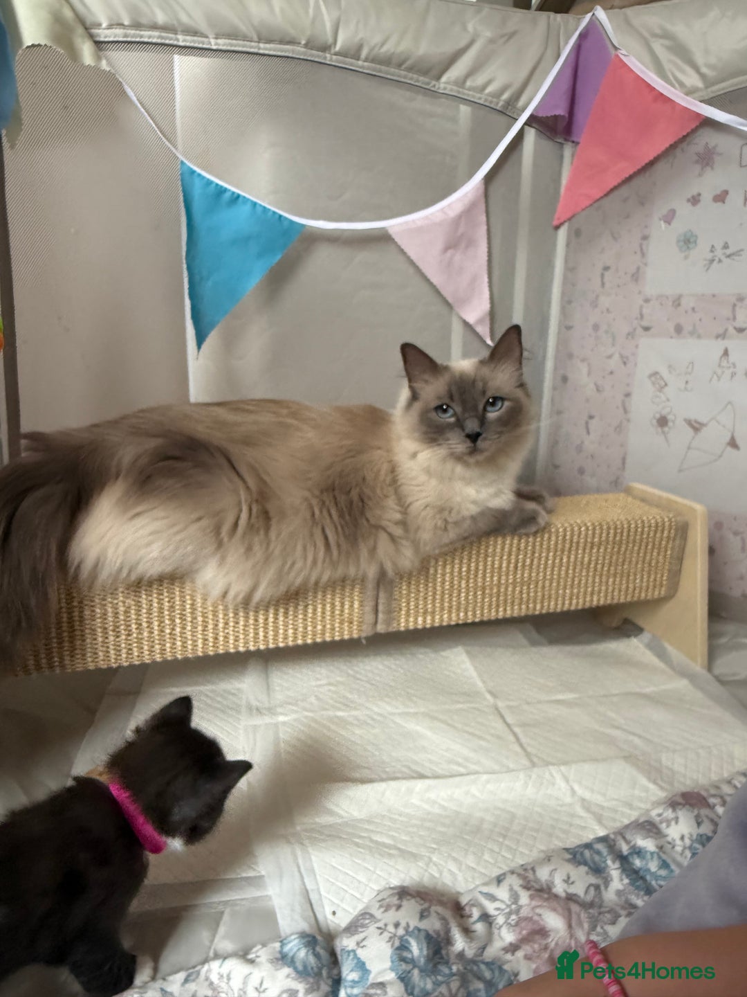 Ragdoll cats for sale: 2 kittens available 1 female, 1 male  - Image 14