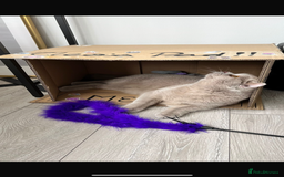 British Shorthair cats for sale: British short hair ( Lilac Male)  - Image 7