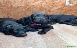 Mixed Breed dogs for sale: Sprockador Puppies  - Image 1