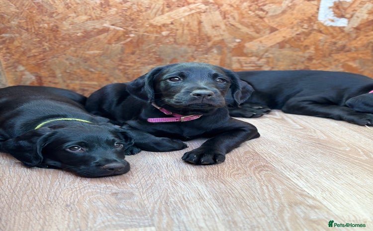 Mixed Breed dogs - Advert 4