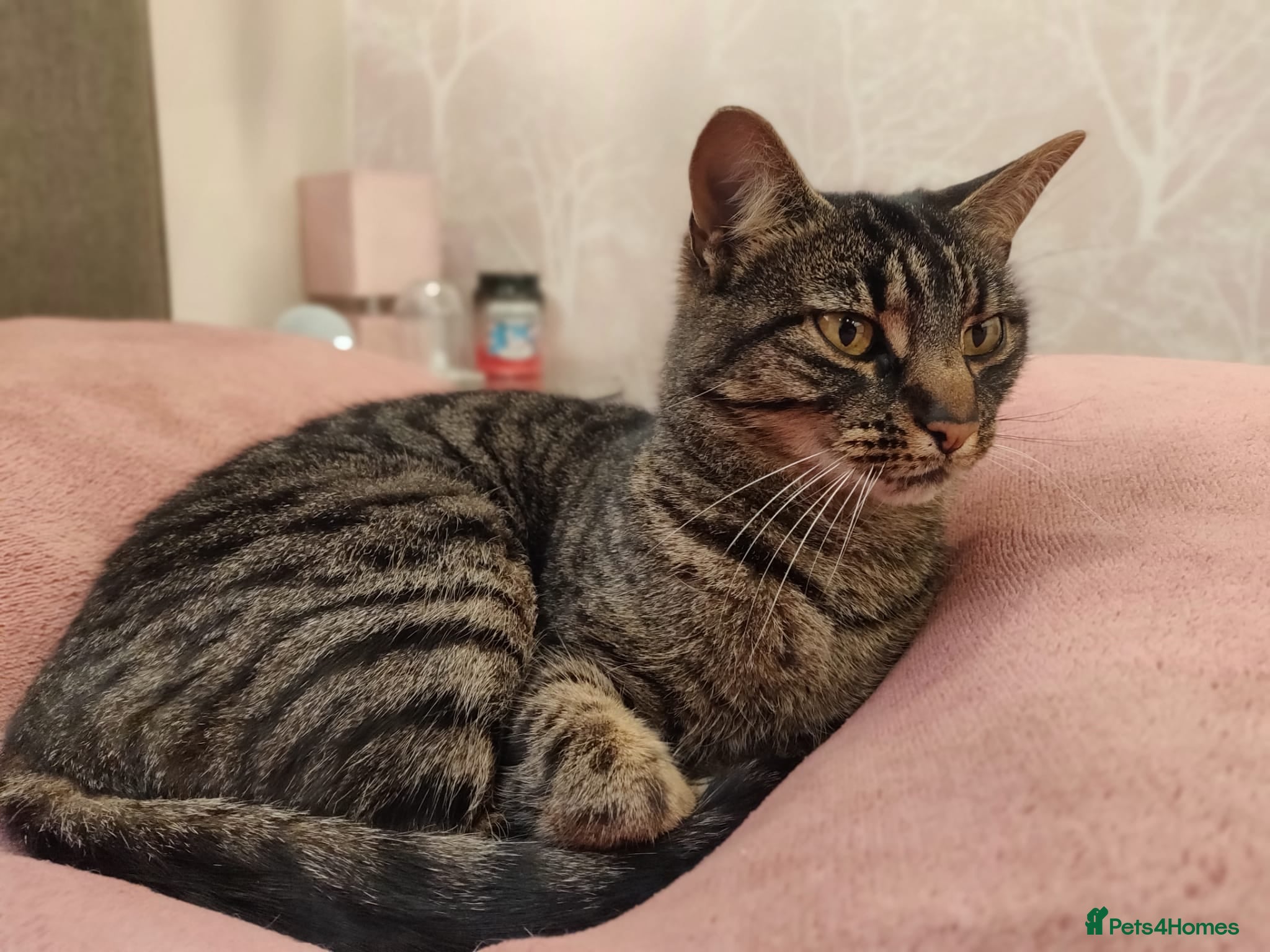 British Shorthair cats Cat for rehoming - Advert 1