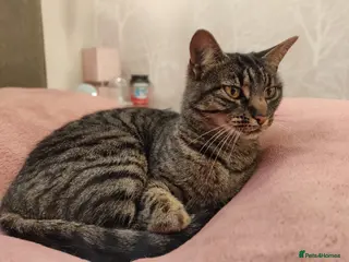 British Shorthair cats Cat for rehoming - Advert 1