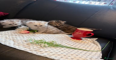 Ragdoll cats - Advert 8