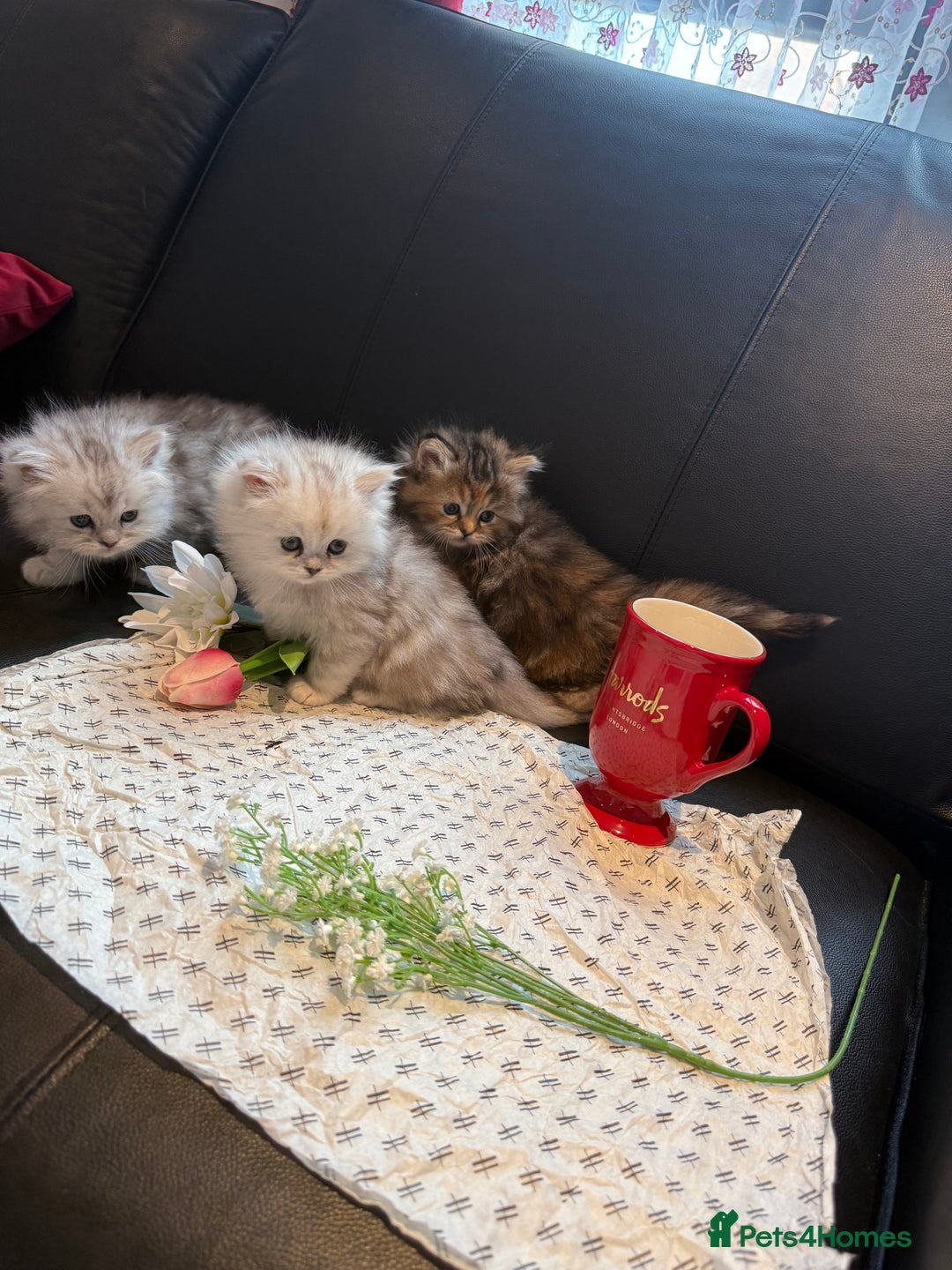 Ragdoll cats for sale: 🐾Fluffy Little Dreamers Are Here!🐈 - Image 2