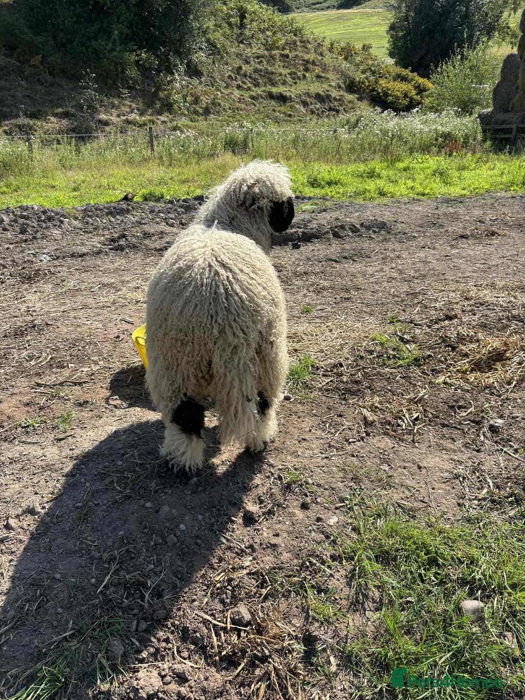 Sheep livestock for sale: Pedigree registered Valais Blacknose ewes - Advert 5