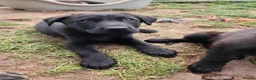 German Shepherd dogs for sale: 6 Beautiful German Shepherd Puppies (3 LEFT) - Advert 3