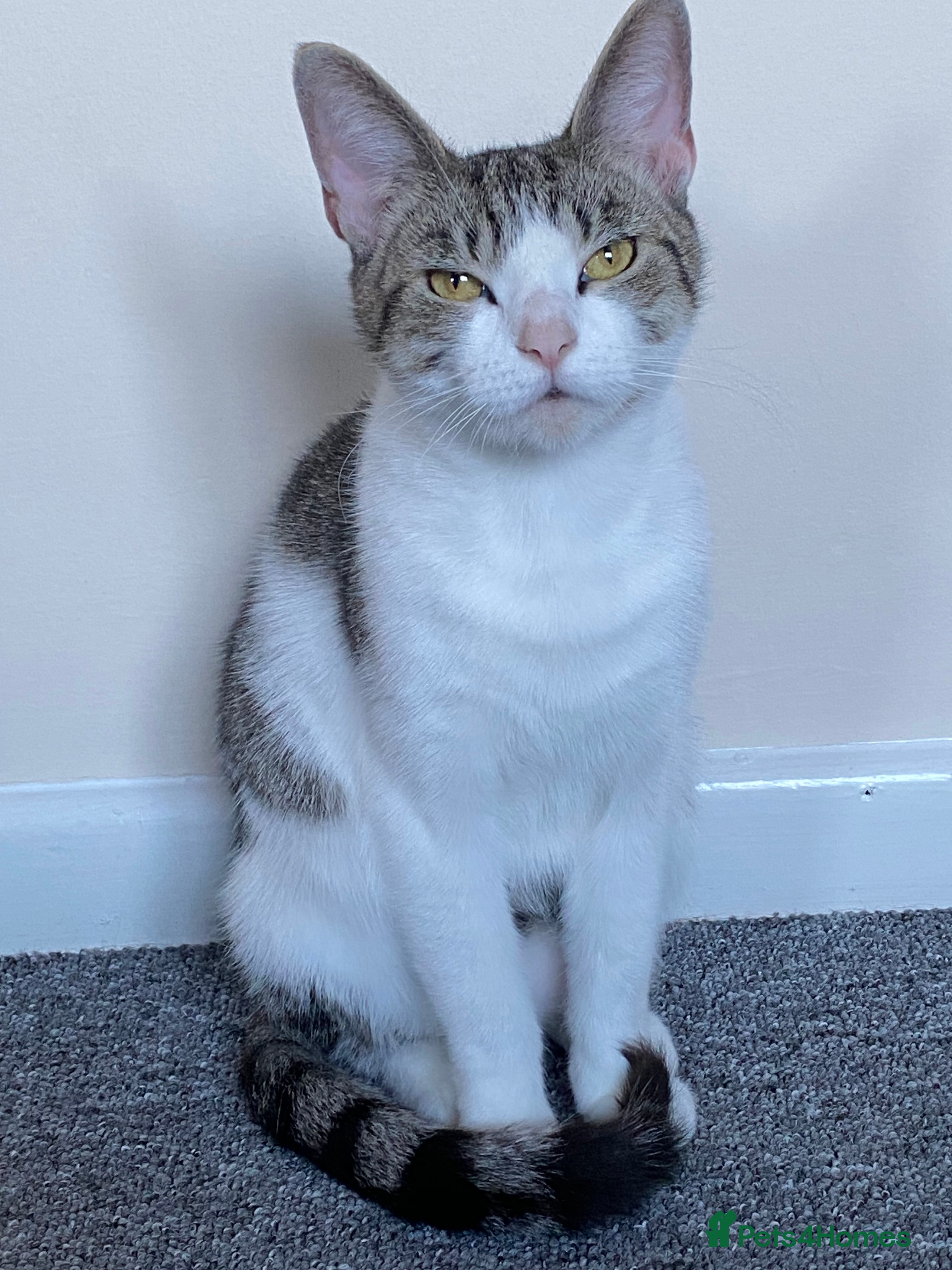 Mixed Breed cats Cuddly and extremely friendly girl ❤️ - Advert 2