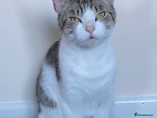 Mixed Breed cats Cuddly and extremely friendly girl ❤️ - Advert 2