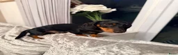 Dachshund dogs for sale: Dachshund 1 year 10 months Male  in Witham - Advert 2