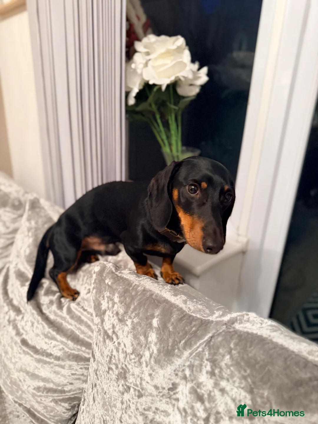 Dachshund dogs for sale: Dachshund 1 year 10 months Male  in Witham - Advert 2
