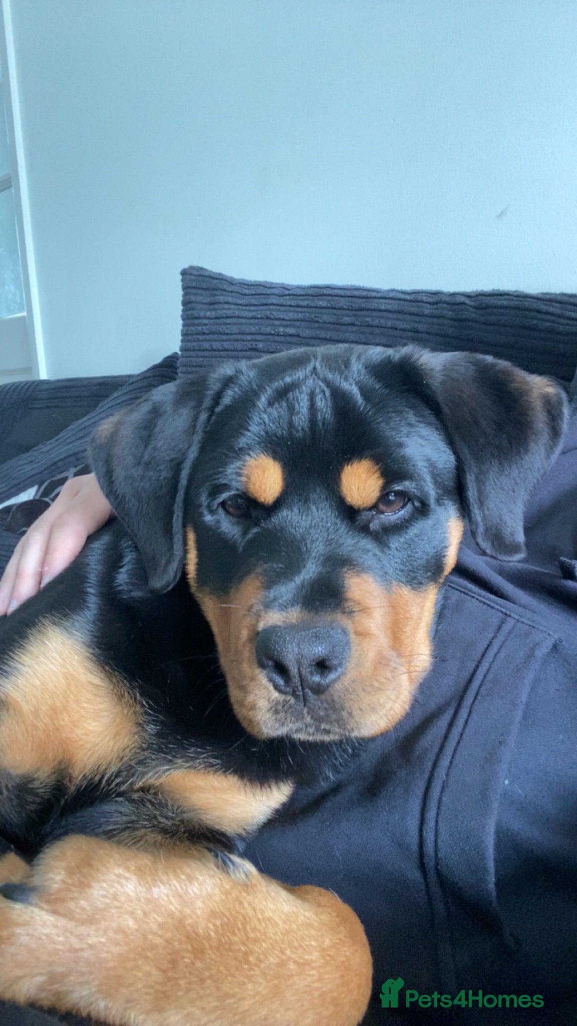 Rottweiler dogs Beautiful Rottweiler Girl - Advert 14