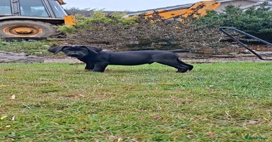 Labrador Retriever dogs - Advert 14