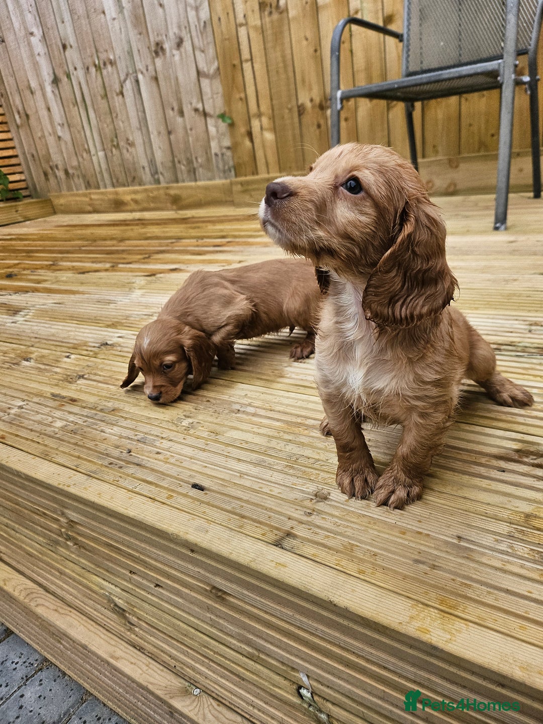 Cocker Spaniel dogs for sale: Health tested working cocker spaniels  - Image 13