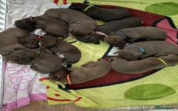 American Bull Staffy dogs for sale: Staffy Bull Puppies - Image 36