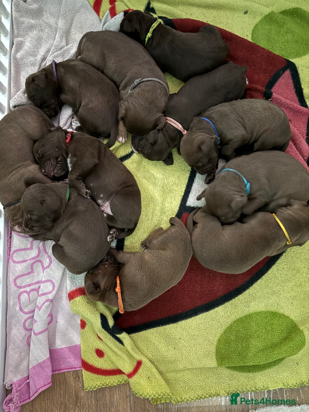 American Bull Staffy dogs for sale: Staffy Bull Puppies - Image 36