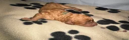 Cavapoo dogs for sale: Beautiful Red F1b Cavapoo pups-Ready September 🐾 in Havant - Advert 5