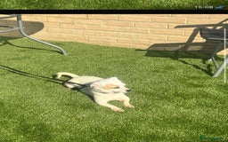 Mixed Breed dogs for sale: Chihuahua x Jack Russell  in Sevenoaks - Image 6