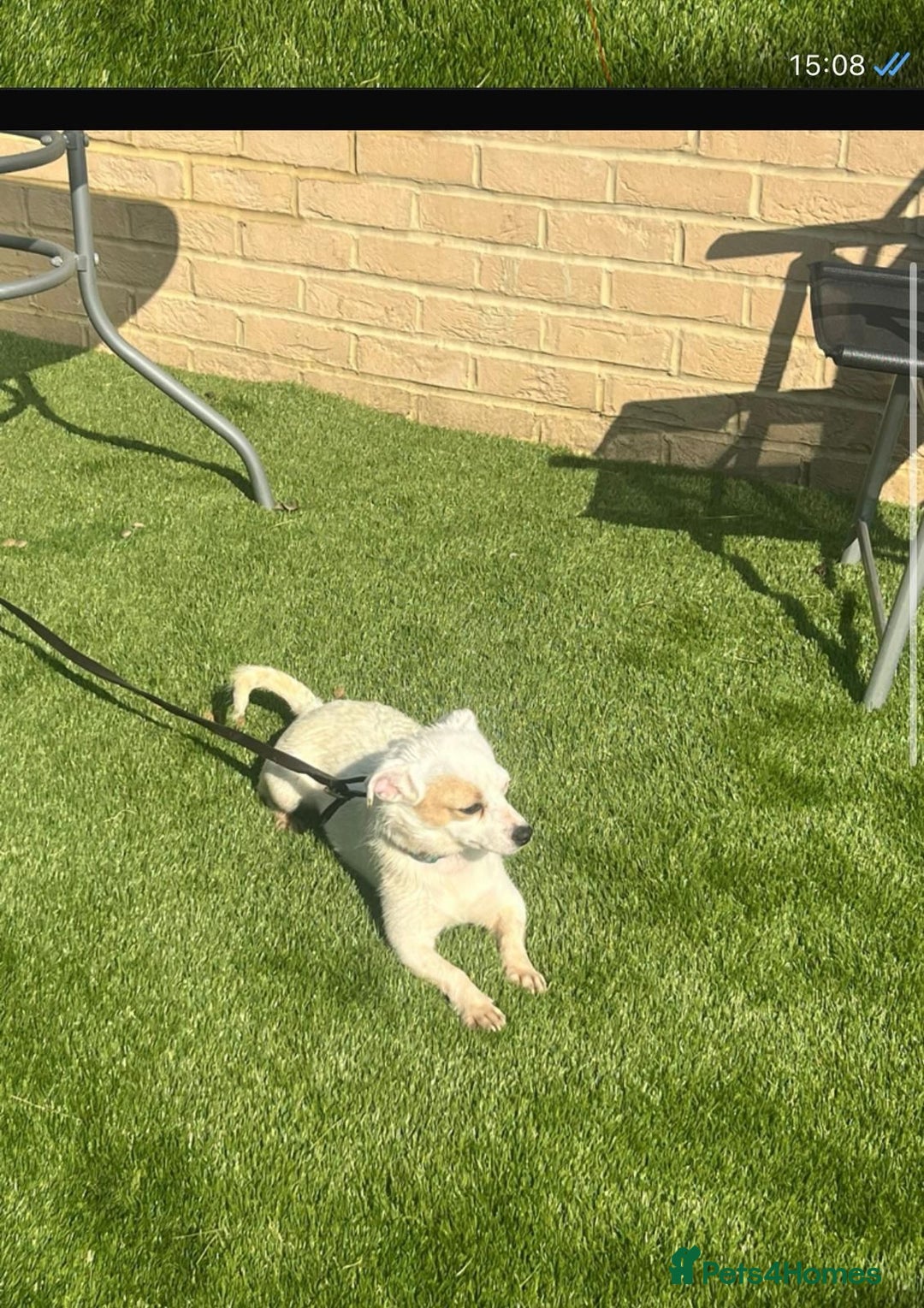 Mixed Breed dogs for sale: Chihuahua x Jack Russell  in Sevenoaks - Image 6