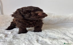 Cavapoo dogs for sale: 1 Chocolate Cavapoo left‼️ - Image 8