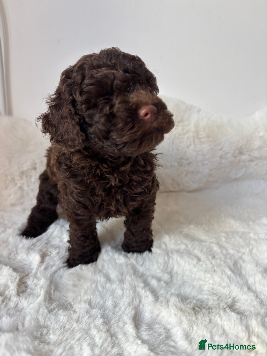 Cavapoo dogs for sale: 1 Chocolate Cavapoo left‼️ - Image 8
