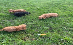 Cockapoo dogs for sale: Gorgeous cockapoo puppies - Image 10