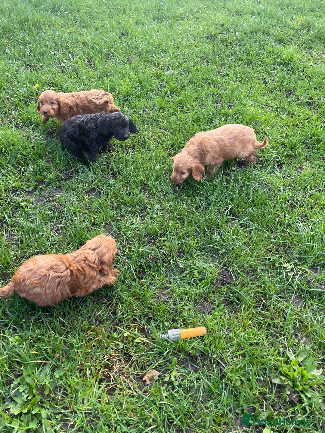 Cockapoo dogs for sale: Gorgeous cockapoo puppies - Image 10