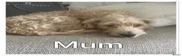 Mixed Breed dogs for sale: Beautiful pups for sale  - Advert 15
