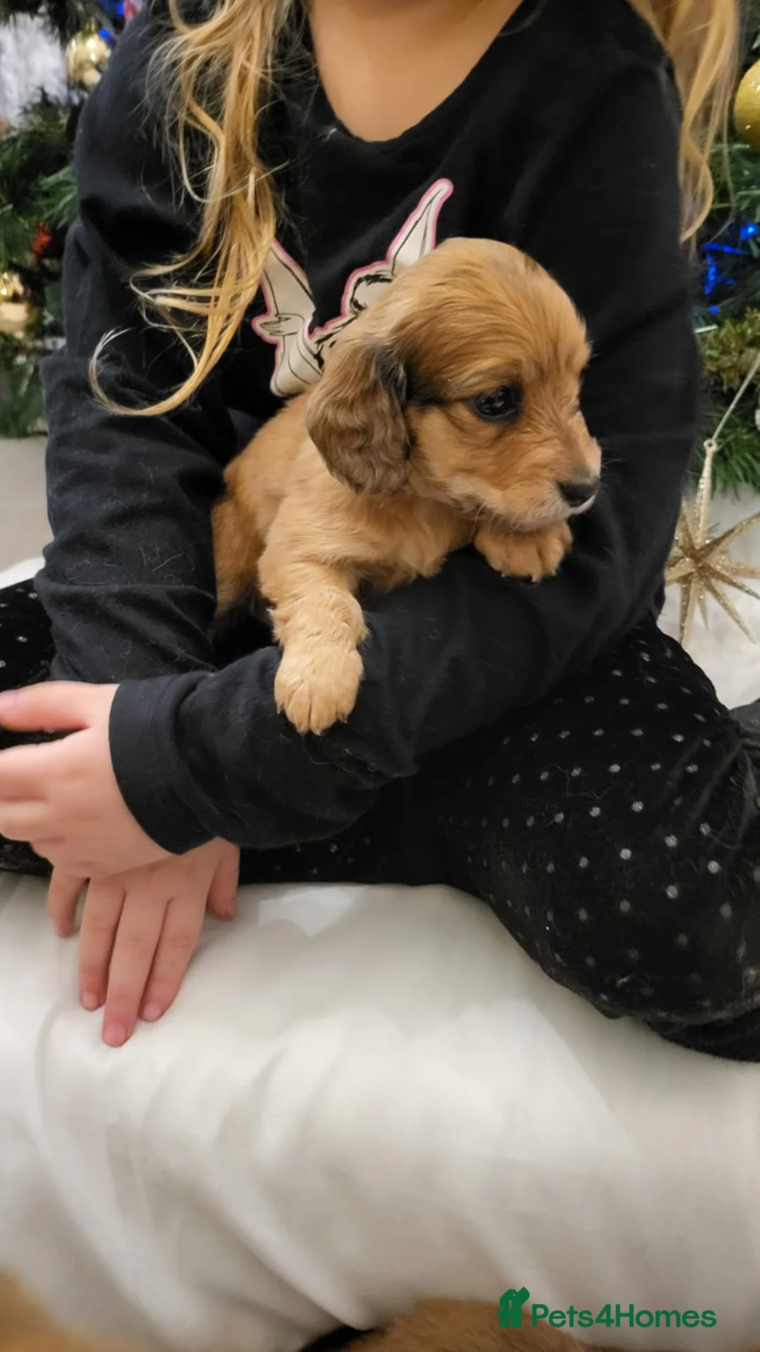 Miniature Dachshund dogs for sale: Miniature long haired daschunds  - Advert 19