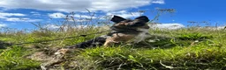 Borador dogs for sale: Boarder puppies  - Advert 9