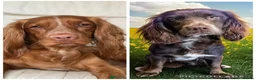Sprocker dogs for sale: 🐾 Beautiful Sprocker Spaniel Puppies–Girls 🐾    - Advert 10